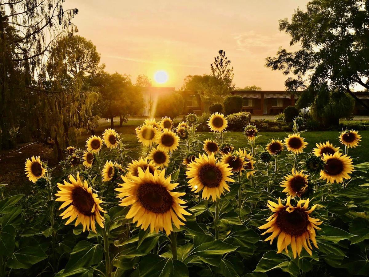 Quirindi Sunflower Motor Inn ภายนอก รูปภาพ